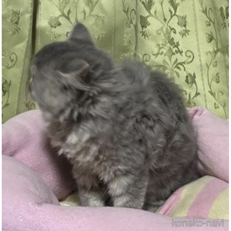 販売中の神奈川県のスコティッシュフォールド-122781の3枚目